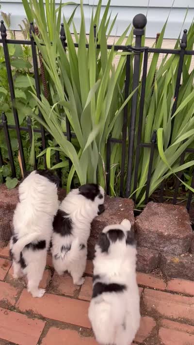 WWF, a male Cavalier King Charles Spaniel and Japanese Chin for sale in Portland, OR – 7 of 7