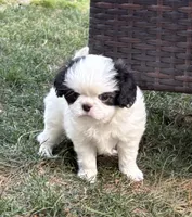 Yeti , a male Cavalier King Charles Spaniel and Japanese Chin for sale in Portland, OR – 1 of 7
