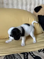 Wink, a female Cavalier King Charles Spaniel and Japanese Chin for sale in Portland, OR – 4 of 9