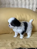 Mr Fluffy Pants , a male Japanese Chin for sale in Portland, OR – 5 of 5