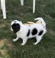 Spot , a male Cavalier King Charles Spaniel and Japanese Chin for sale in Portland, OR – 6 of 9
