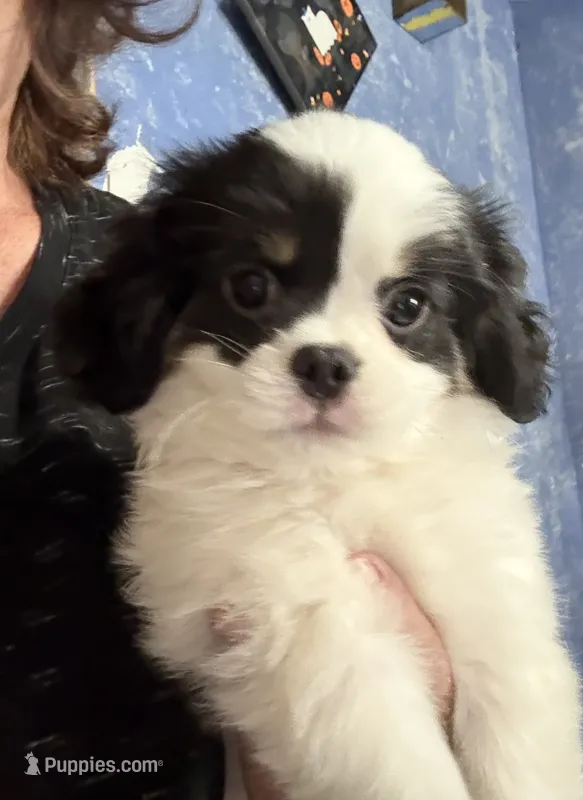 WWF – Cavalier King Charles Spaniel, Japanese Chin puppy for sale in Portland, OR