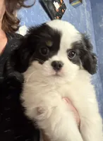 WWF, a male Cavalier King Charles Spaniel and Japanese Chin for sale in Portland, OR – 1 of 7