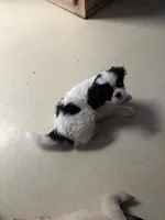 Wink, a female Cavalier King Charles Spaniel and Japanese Chin for sale in Portland, OR – 2 of 9
