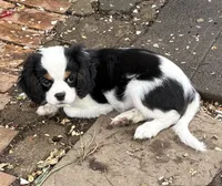 Ringo, a male Cavalier King Charles Spaniel and Japanese Chin for sale in Portland, OR – 2 of 9