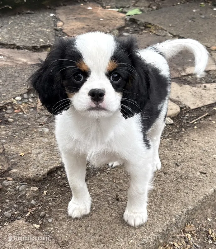 Ringo – Cavalier King Charles Spaniel, Japanese Chin puppy for sale in Portland, OR