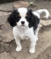 Ringo, a male Cavalier King Charles Spaniel and Japanese Chin for sale in Portland, OR – 1 of 9