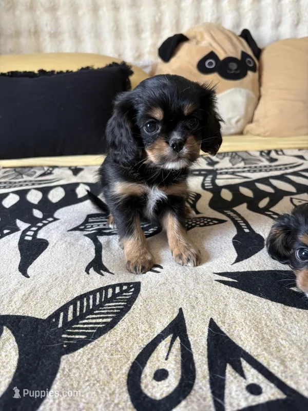 S’mores – Japanese Chin puppy for sale in Portland, OR