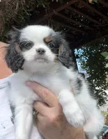 Spot , a male Cavalier King Charles Spaniel and Japanese Chin for sale in Portland, OR – 2 of 9