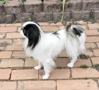 Yeti , a male Cavalier King Charles Spaniel and Japanese Chin for sale in Portland, OR – 6 of 7