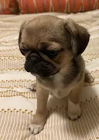 Mochi , a male Cavalier King Charles Spaniel and Pug for sale in Portland, OR – 4 of 7