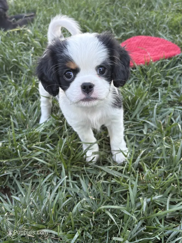 Wink – Cavalier King Charles Spaniel, Japanese Chin puppy for sale in Portland, OR