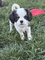 Wink, a female Cavalier King Charles Spaniel and Japanese Chin for sale in Portland, OR – 1 of 9