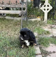 Yowie , a male Cavalier King Charles Spaniel and Japanese Chin for sale in Portland, OR – 3 of 7
