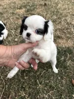 Puff, a female Cavalier King Charles Spaniel and Japanese Chin for sale in Portland, OR – 2 of 8