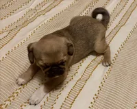 Mochi , a male Cavalier King Charles Spaniel and Pug for sale in Portland, OR – 6 of 7