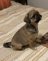 Mochi , a male Cavalier King Charles Spaniel and Pug for sale in Portland, OR – 2 of 7