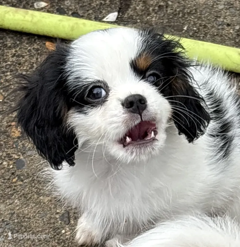 Spot  – Cavalier King Charles Spaniel, Japanese Chin puppy for sale in Portland, OR