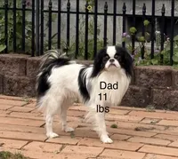 Puff, a female Cavalier King Charles Spaniel and Japanese Chin for sale in Portland, OR – 8 of 8