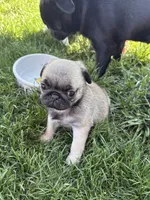 Sweet pea , a male Pug for sale in Portland, OR – 4 of 7