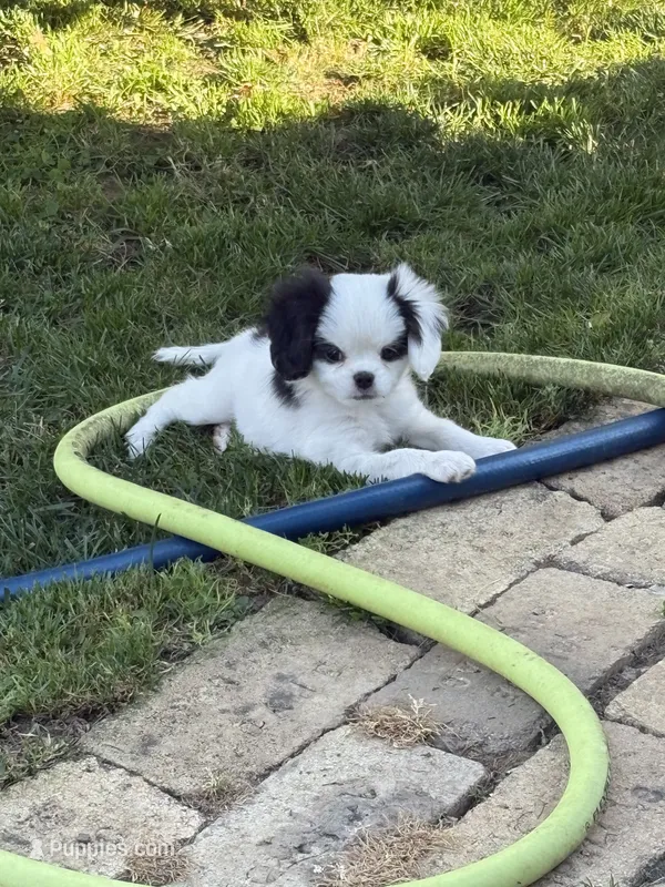 Puff – Cavalier King Charles Spaniel, Japanese Chin puppy for sale in Portland, OR