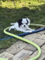 Puff, a female Cavalier King Charles Spaniel and Japanese Chin for sale in Portland, OR – 1 of 8
