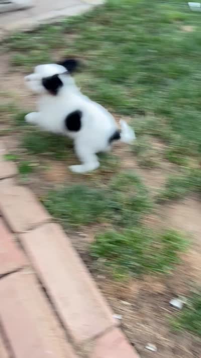 Wink, a female Cavalier King Charles Spaniel and Japanese Chin for sale in Portland, OR – 9 of 9