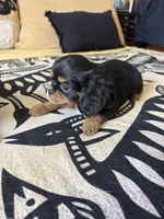 S’mores, a female Japanese Chin for sale in Portland, OR – 2 of 6