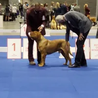 Male, a male Boxer and Dogue de Bordeaux for sale in Panama City Beach, FL – Photo 4 of 10