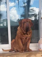 Male, a male Boxer and Dogue de Bordeaux for sale in Panama City Beach, FL – Photo 6 of 10