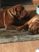 Male, a male Boxer and Dogue de Bordeaux for sale in Panama City Beach, FL – Photo 8 of 10