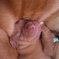 Male, a male Boxer and Dogue de Bordeaux for sale in Panama City Beach, FL – Photo 7 of 10