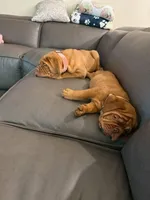 Male, a male Boxer and Dogue de Bordeaux for sale in Panama City Beach, FL – Photo 3 of 10