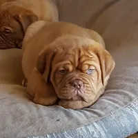 Male, a male Boxer and Dogue de Bordeaux for sale in Panama City Beach, FL – Photo 5 of 10