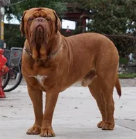 Male, a male Boxer and Dogue de Bordeaux for sale in Panama City Beach, FL – Photo 2 of 10