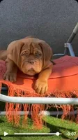 Male, a male Dogue de Bordeaux and Tibetan Mastiff for sale in Panama City Beach, FL – Photo 5 of 5