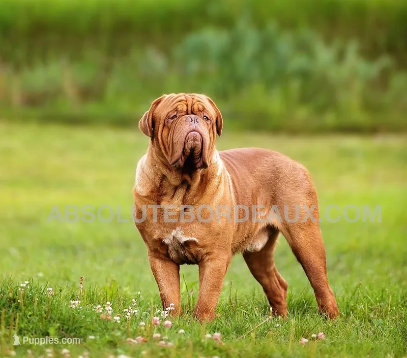 Male – Dogue de Bordeaux, Tibetan Mastiff puppy for sale in Panama City Beach, FL