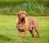 Male, a male Dogue de Bordeaux and Tibetan Mastiff for sale in Panama City Beach, FL – Photo 1 of 5