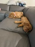 Male, a male Dogue de Bordeaux for sale in Panama City Beach, FL – Photo 2 of 3