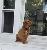 Male, a male Dogue de Bordeaux for sale in Panama City Beach, FL – Photo 2 of 4