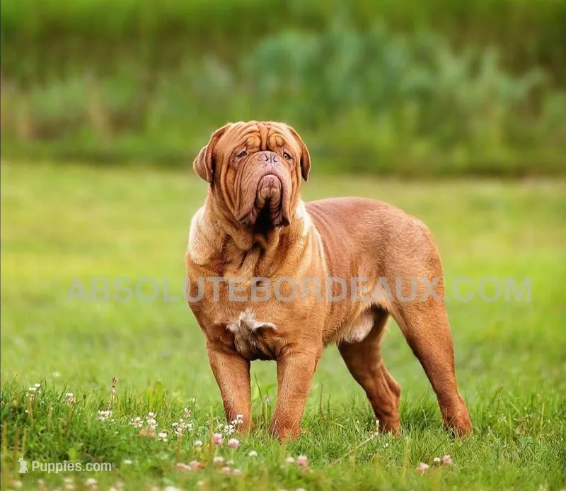 Male – Dogue de Bordeaux puppy for sale in Panama City Beach, FL