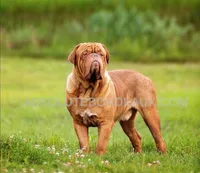 Male, a male Dogue de Bordeaux for sale in Panama City Beach, FL – Photo 1 of 3