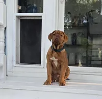Male, a male Dogue de Bordeaux for sale in Panama City Beach, FL – Photo 4 of 4