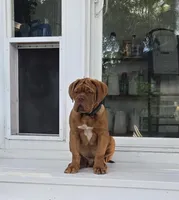 Male, a male Dogue de Bordeaux for sale in Panama City Beach, FL – Photo 2 of 4