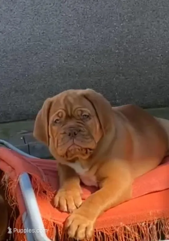 Male – Dogue de Bordeaux puppy for sale in Panama City Beach, FL