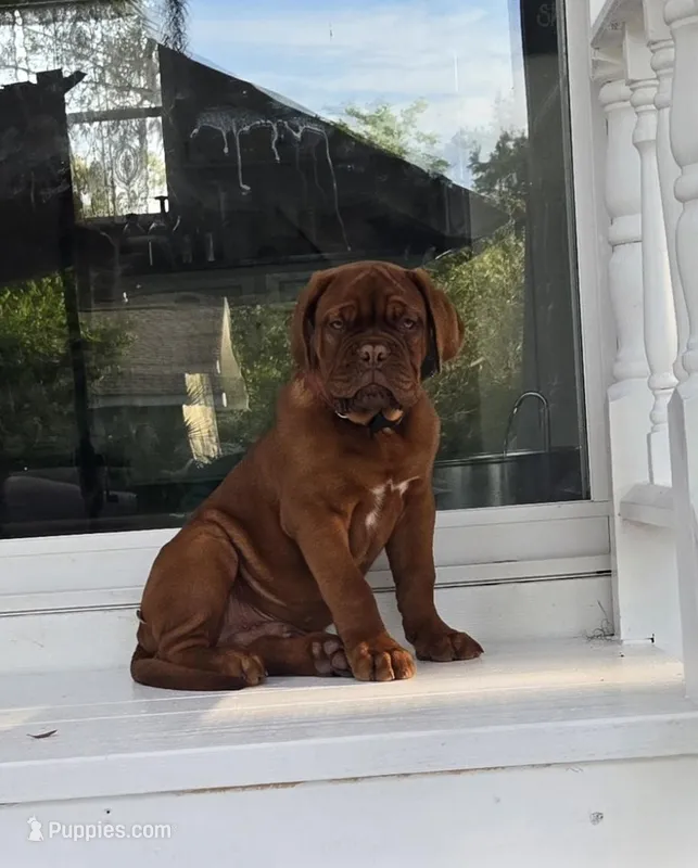 Male – Dogue de Bordeaux puppy for sale in Panama City Beach, FL