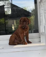 Male, a male Dogue de Bordeaux for sale in Panama City Beach, FL – Photo 1 of 4