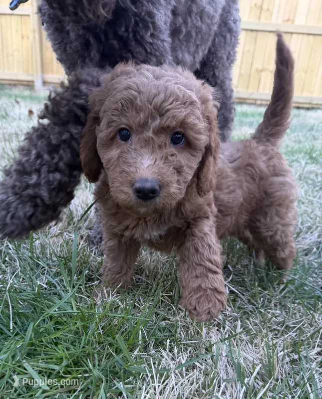 Greeny F1b mini Goldendoodle  – Goldendoodle, Miniature Goldendoodle puppy for sale in Knoxville, TN