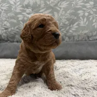 Greeny F1b mini Goldendoodle , a male Goldendoodle and Miniature Goldendoodle for sale in Knoxville, TN – Photo 2 of 3