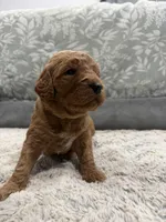 Greeny, a male Poodle - Standard  and Miniature Goldendoodle for sale in Knoxville, TN – Photo 2 of 3